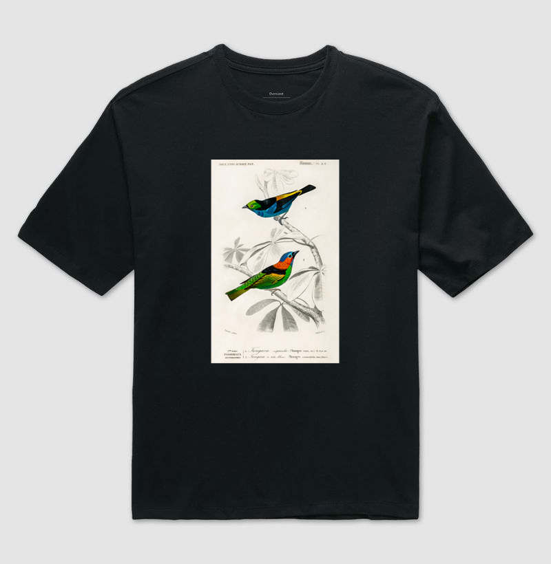 Saíra-sete-cores e Saíra-militar
