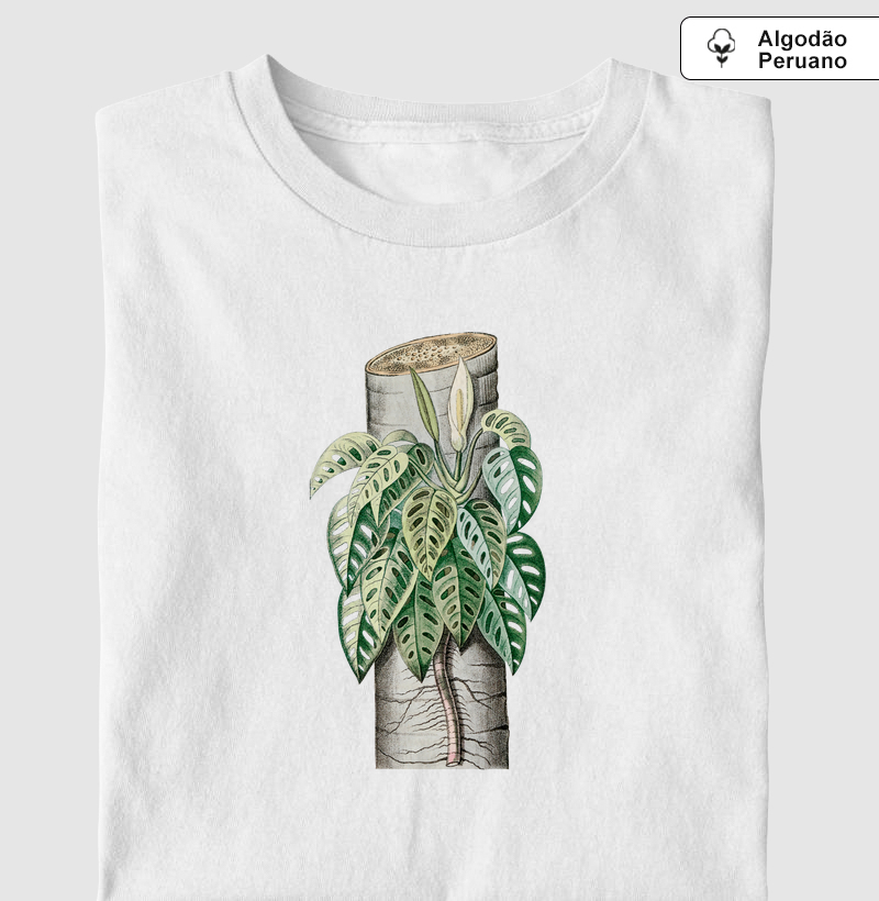 Monstera adansonii