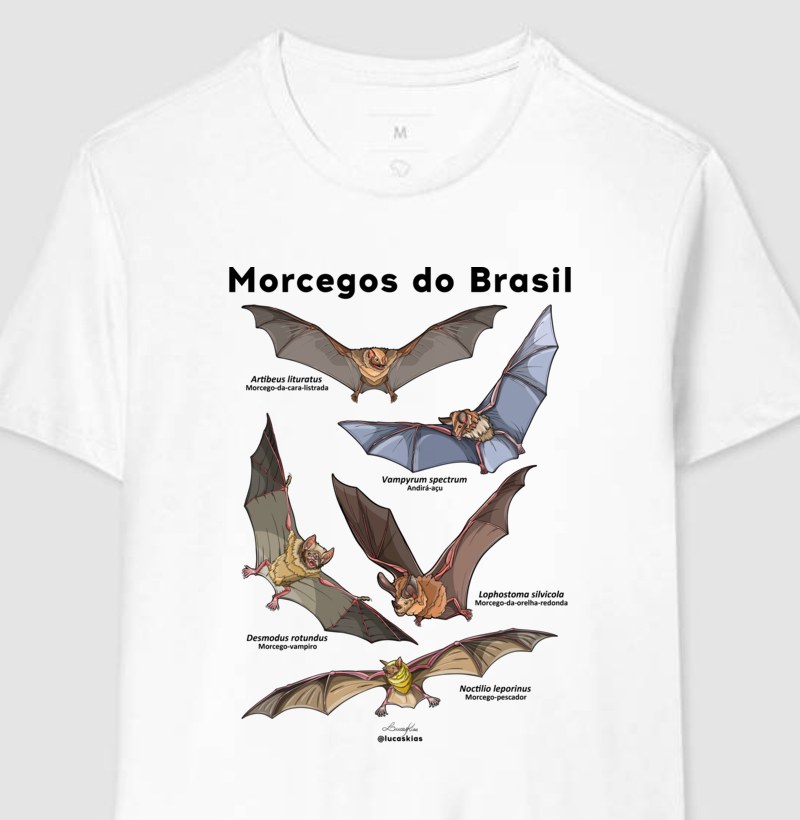 Morcegos do Brasil - Modelo A