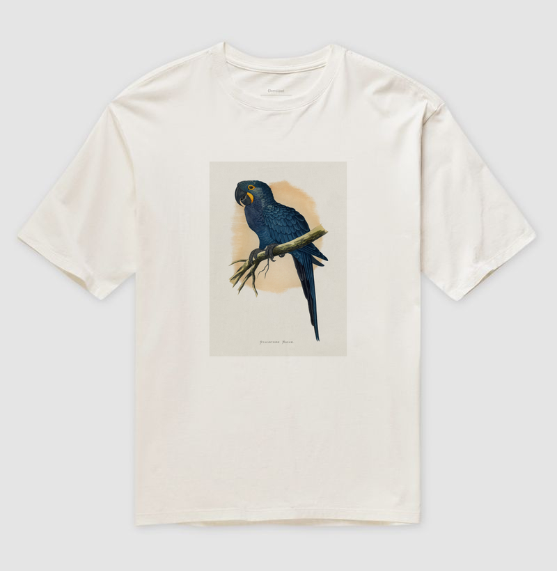 Arara-azul