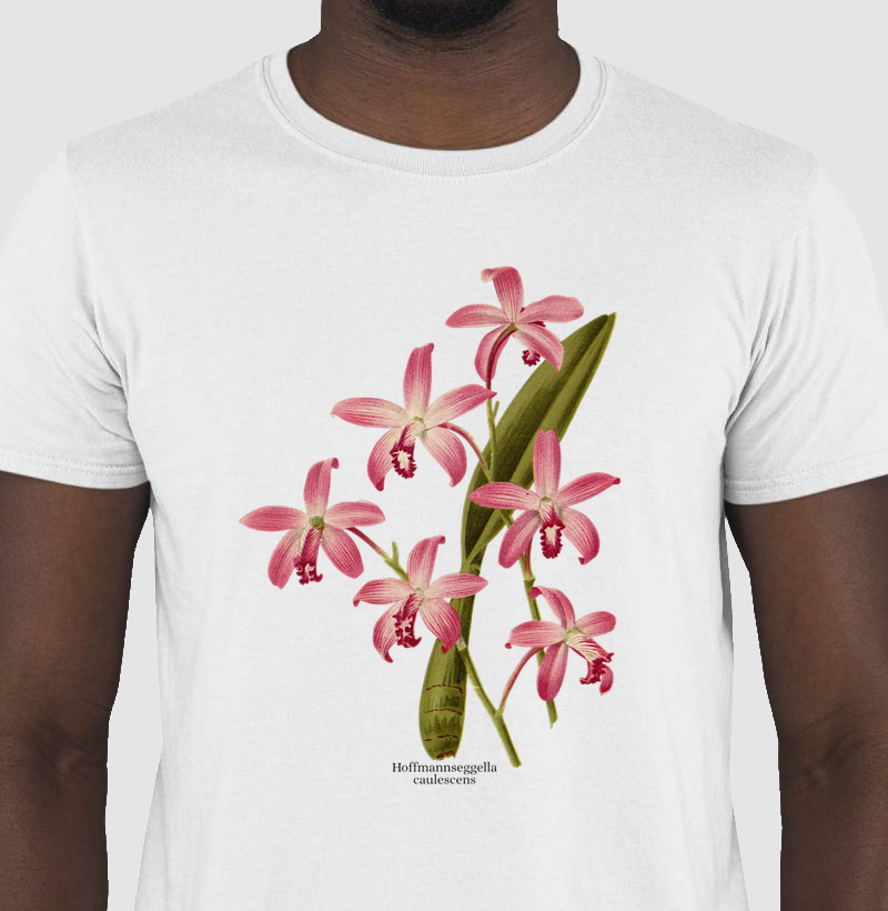Camiseta Hoffmannseggella ( Laelia ) caulescens
