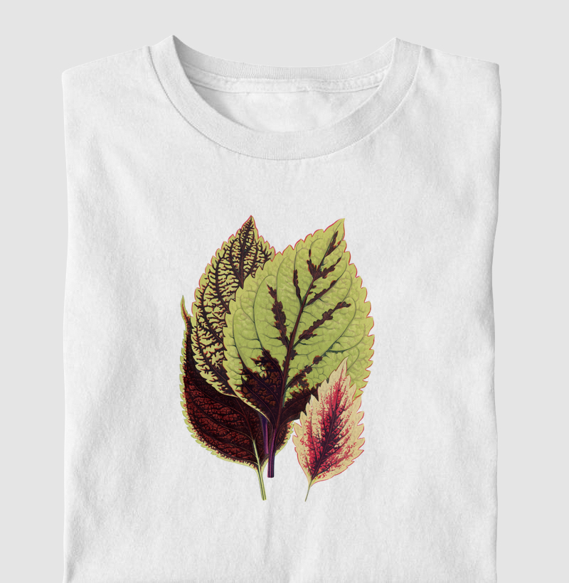 Coleus Blumei
