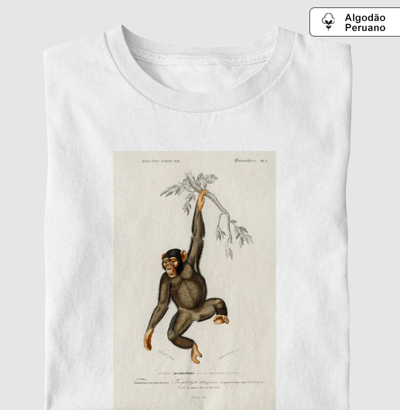 Chimpanzé
