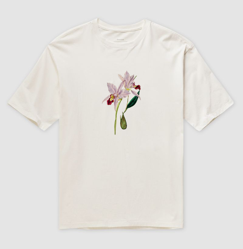 Cattleya intermedia