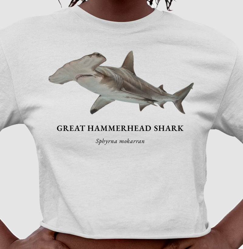 Great Hammerhead Shark