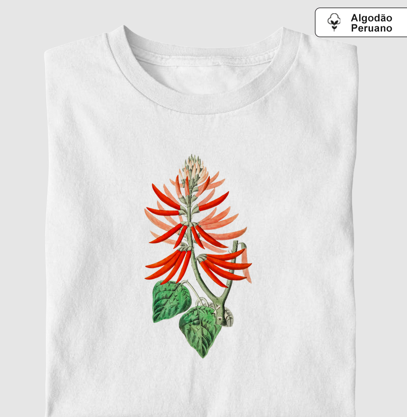 Erythrina