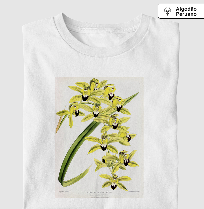 Cymbidium Lowianum