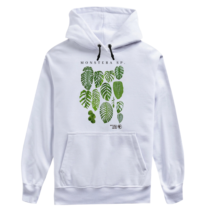 MONSTERA SP II