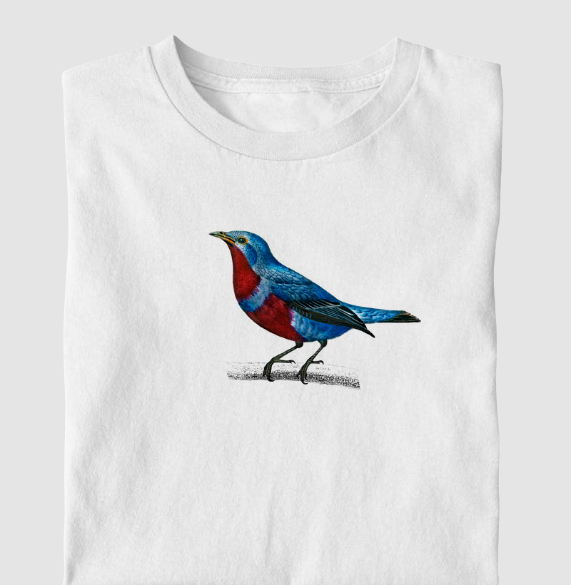Crejoá Cotinga maculata