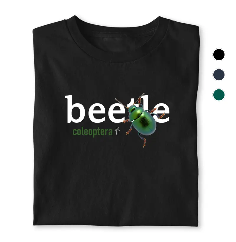 Beetle