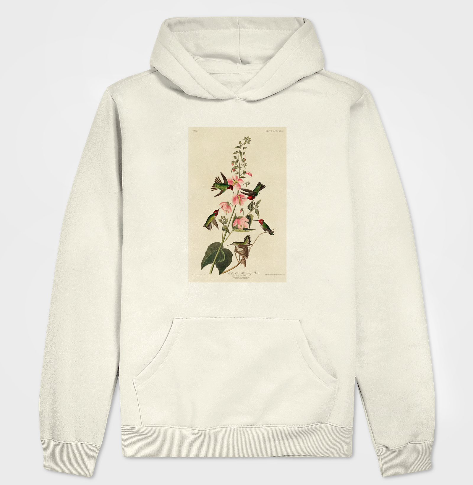 Columbian Humming Bird