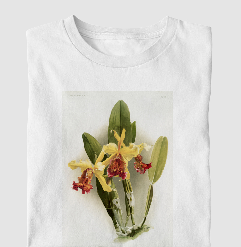 Cattleya dowiana var chrysotoxa