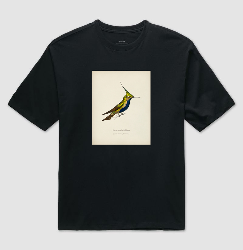 Beija-flor-de-topete-verde