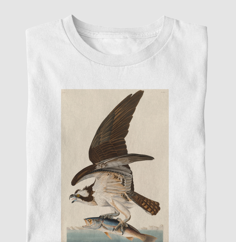 Fish Hawk