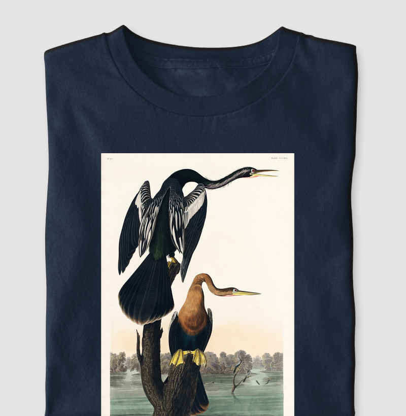 Black-bellied Darter