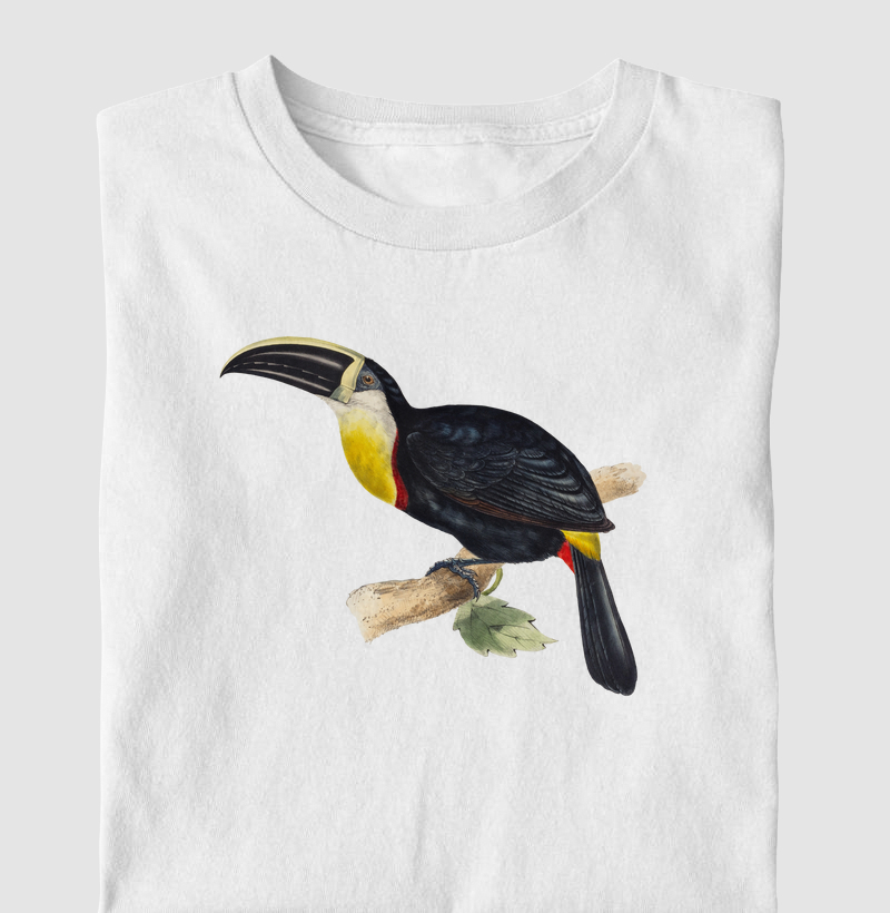 Ramphastos osculans