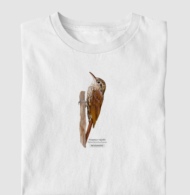 Aves do Brasil - Arapaçu-rajado - Infantil