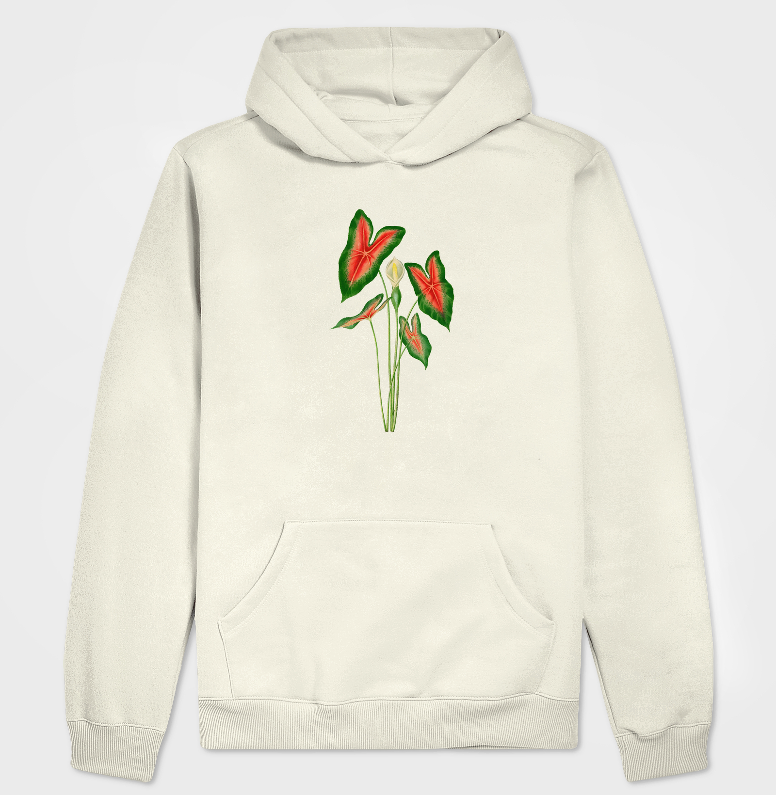 Caladium