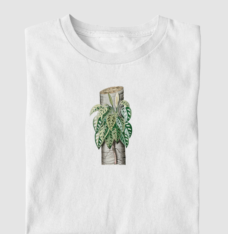 Monstera adansonii