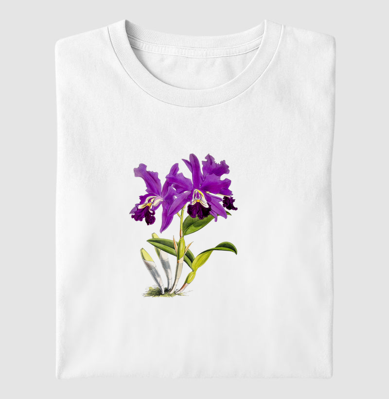 Cattleya Mardellii