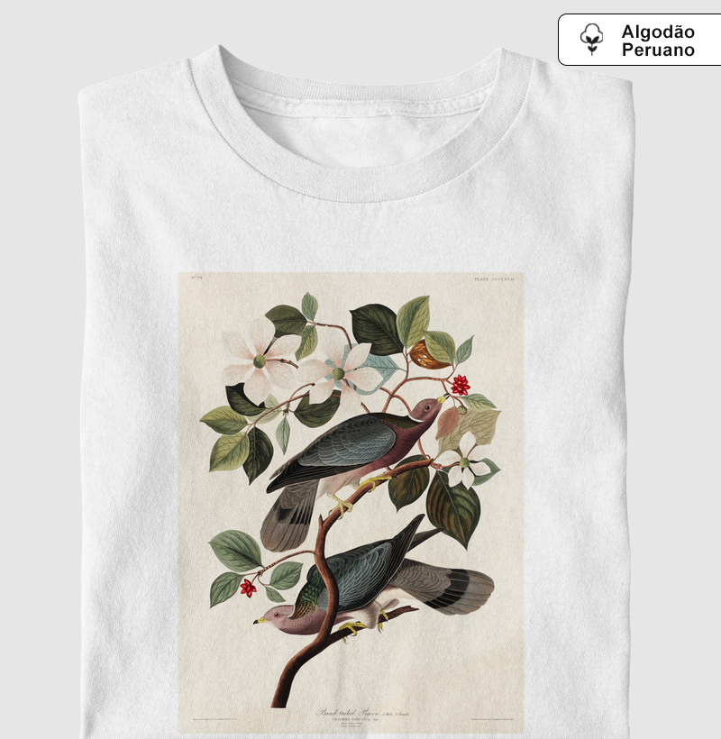 Band-tailed Pigeon