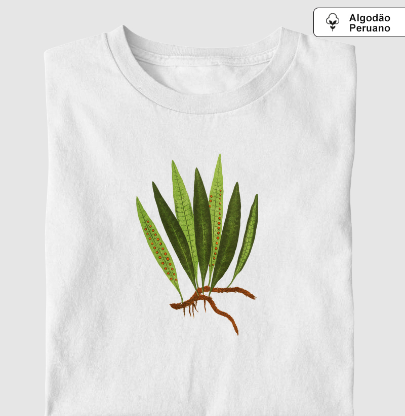 Polypodium Lycopodioides