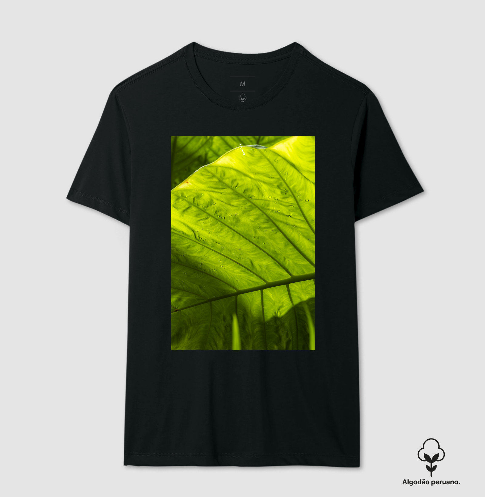 Alocasia