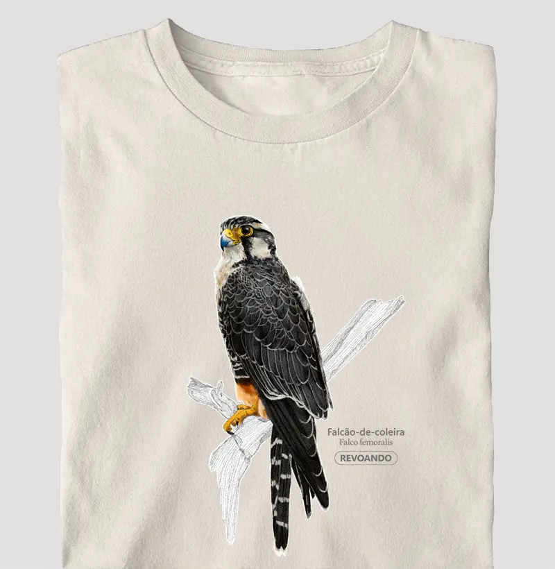 Aves do Brasil - Falcão de Coleira - Oversized