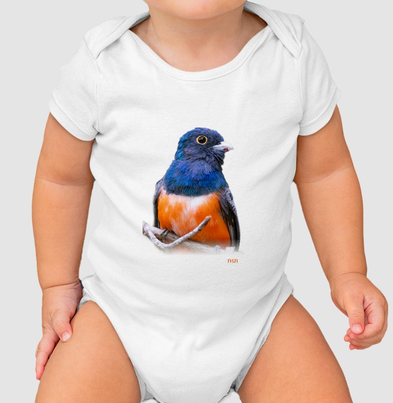 Surucuá-de-barriga-vermelha