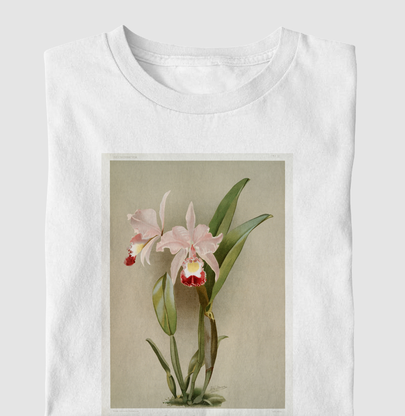 Cattleya ballantiniana