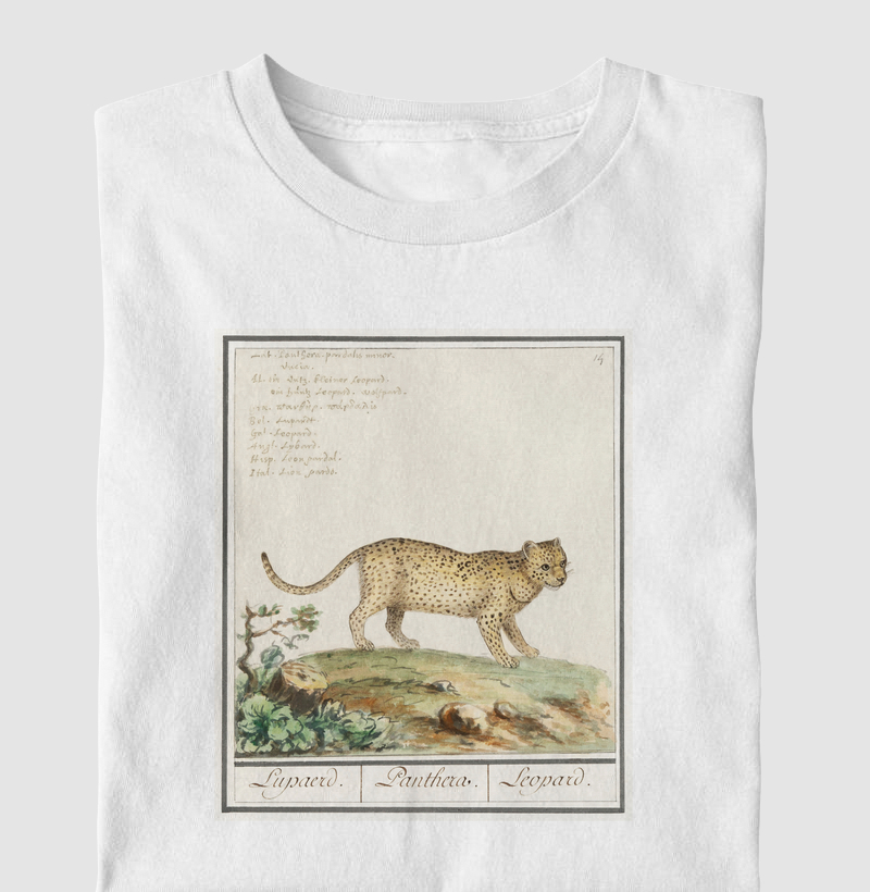 Panthera pardus