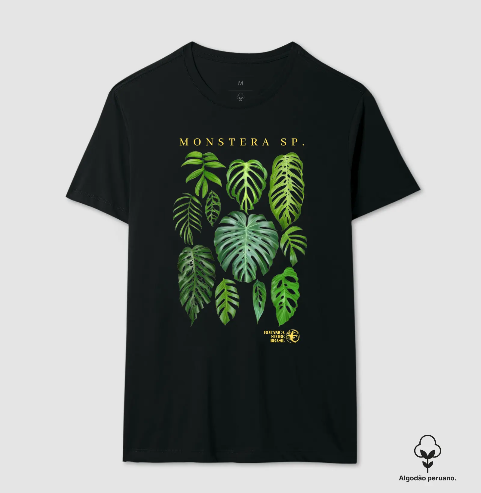 MONSTERA SP