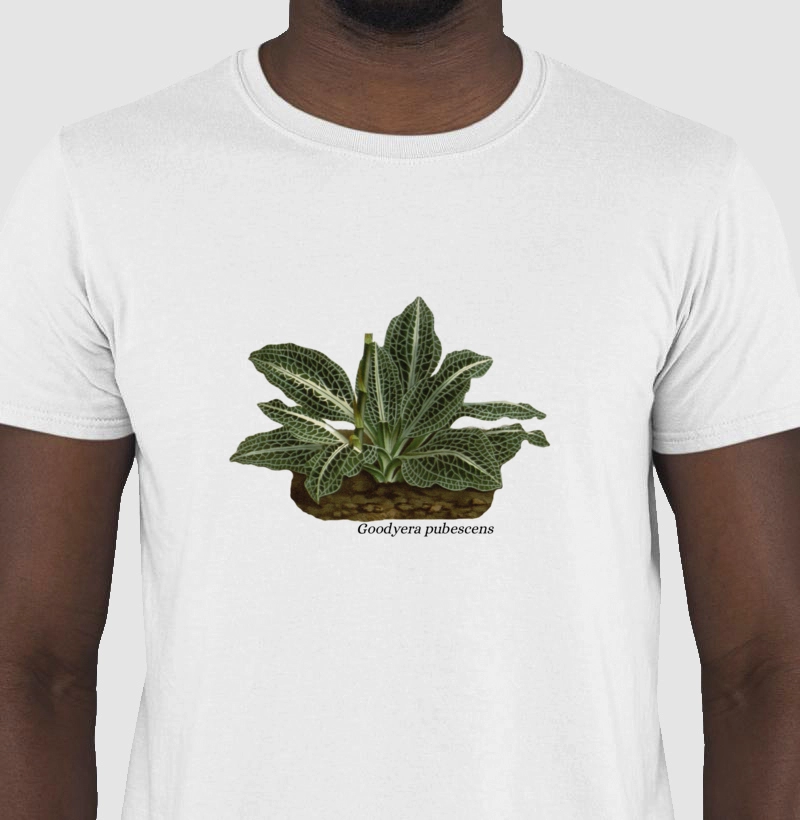 Camiseta Goodyera pubescens
