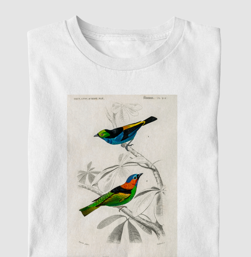 Saíra-sete-cores e Saíra-de-cabeça-azul