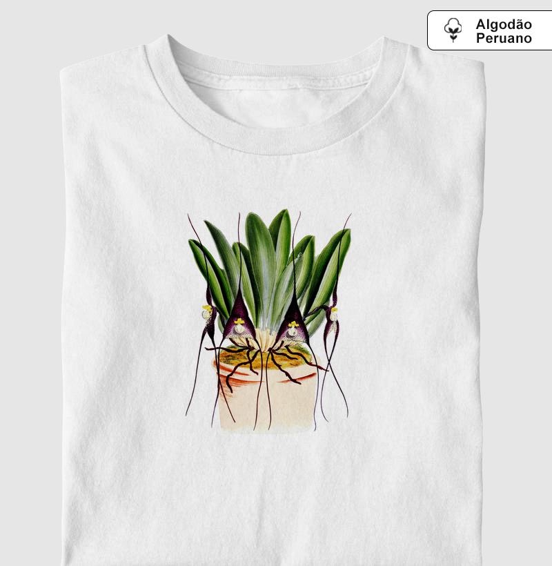 Dracula felix orchid
