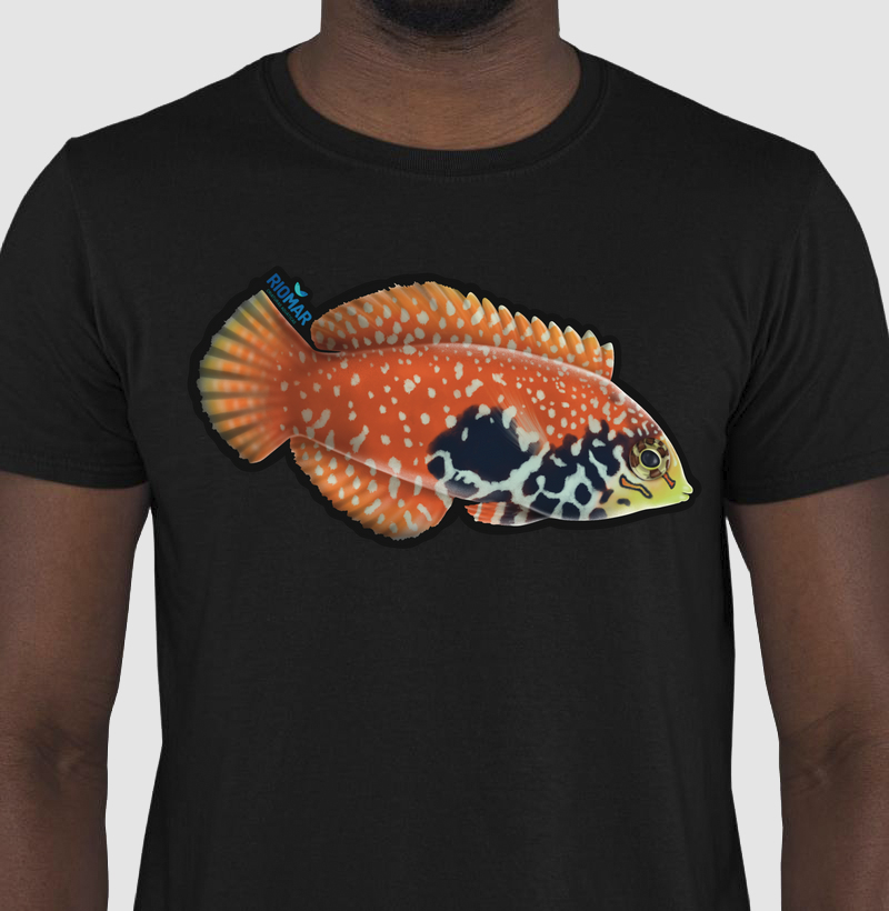 Wrasse Leopard