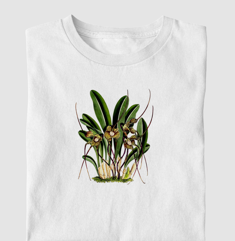 Masdevallia