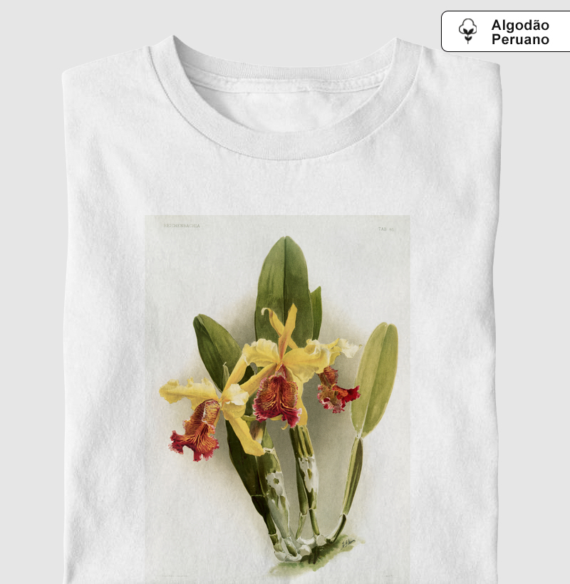 Cattleya dowiana var chrysotoxa