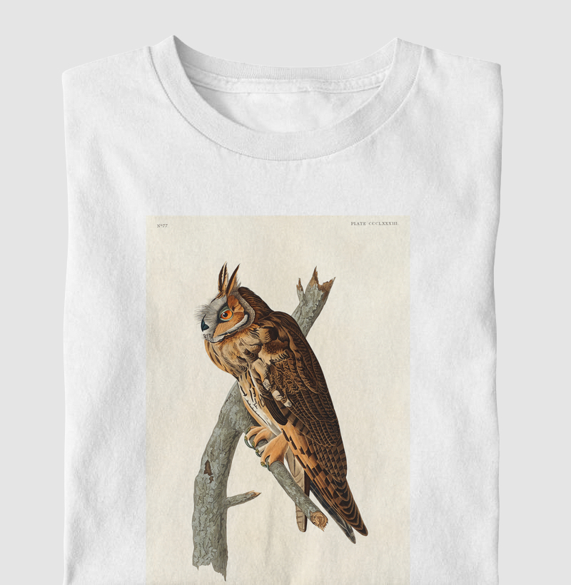 Long-eared Owl