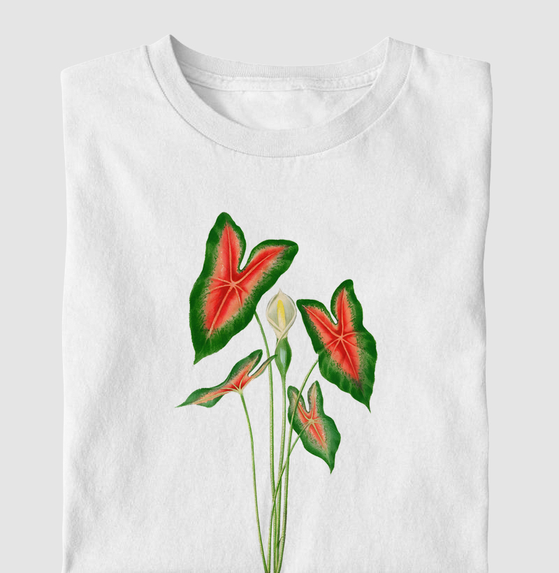 Caladium