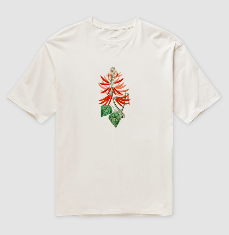 Erythrina