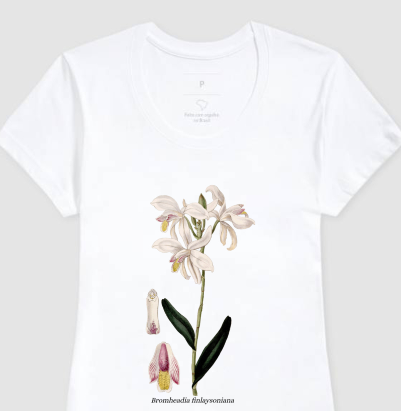Baby Look Bromheadia finlaysoniana