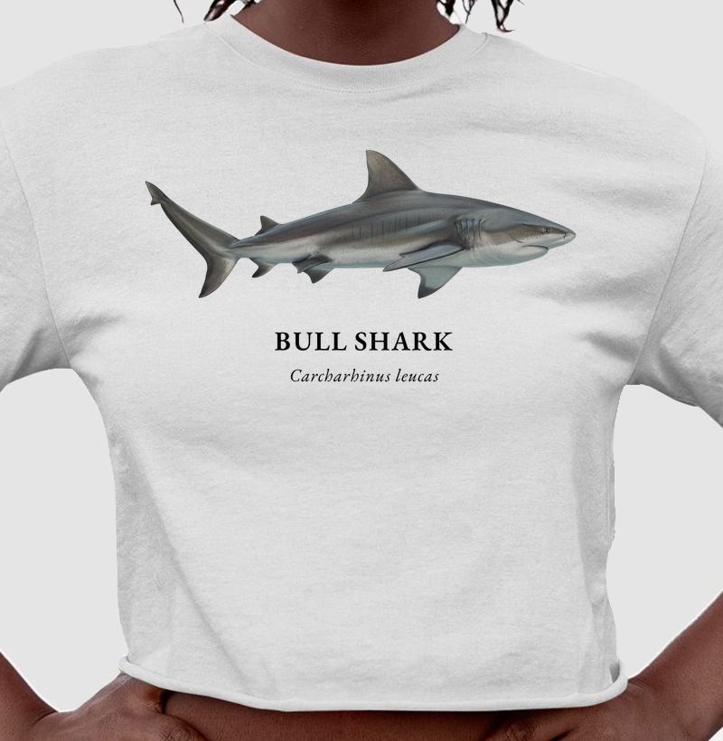 Bull Shark