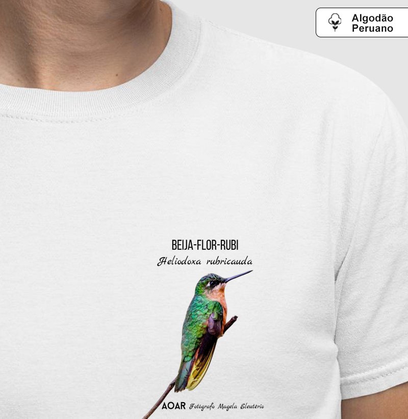 Aves da mata atlântica com Magela Eleutério BEIJA-FLOR-RUBI