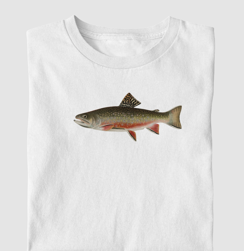 Male brook trout