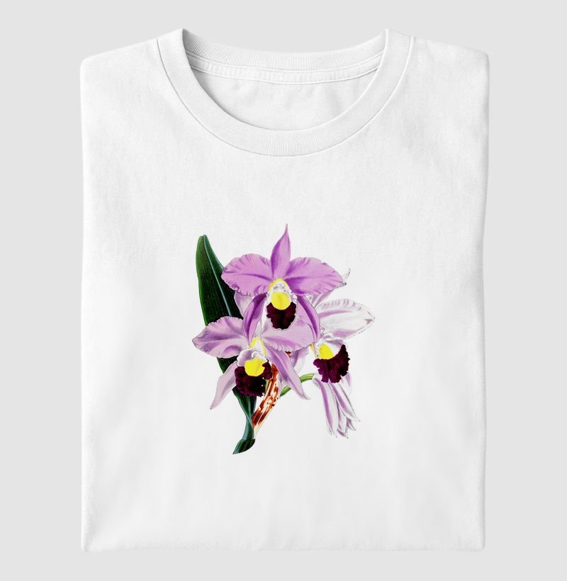 Cattleya Fausta