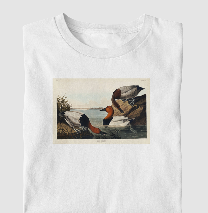 Canvas backed Duck