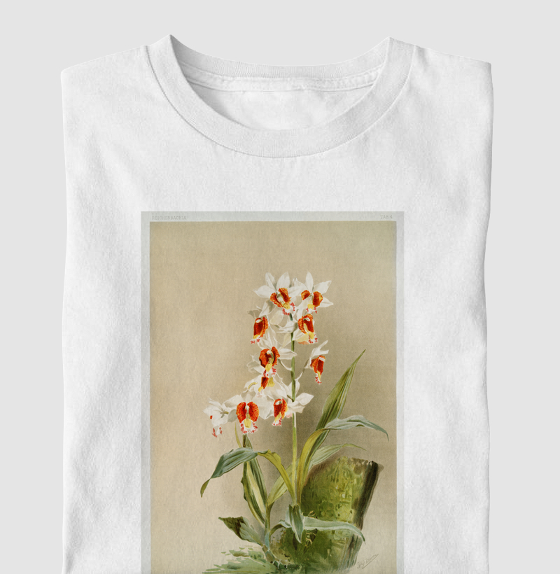 Phaius tuberculosus