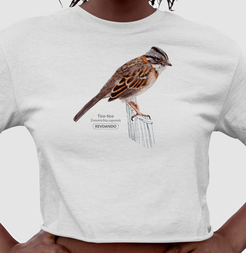 Aves do Brasil - Tico-tico - Cropped