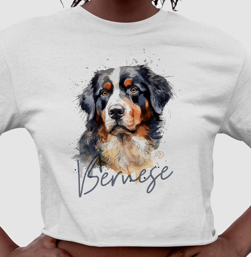 Bernese Splash